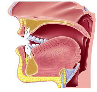 Tip of the Tongue Behind Your Lower Teeth!